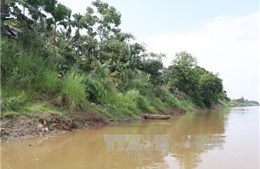Phú Thọ: Sạt lở nghiêm trọng bờ sông Thao